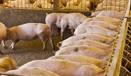 Cautious global pork market outlook for 2026